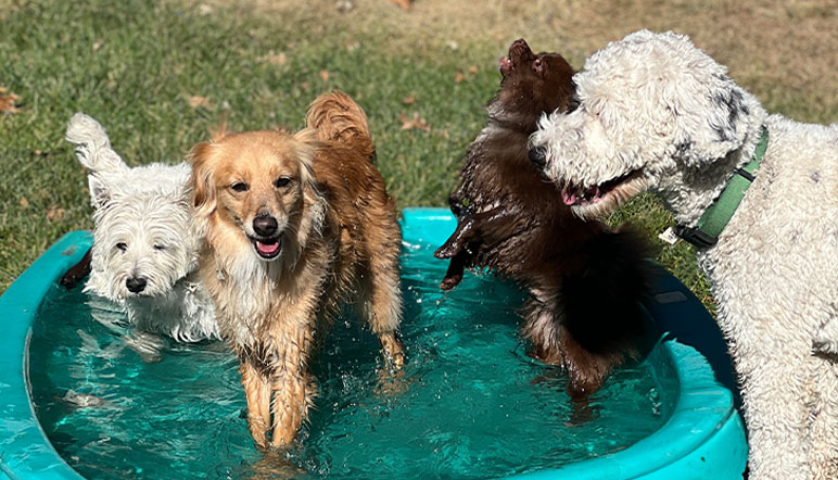 Dogs playing in the pool