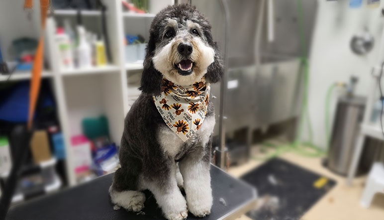 Grooming at Northland Pet Lodge