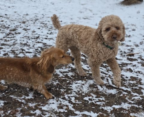 Doggy Playground in the Winter