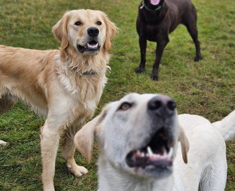 Dogs playing in fenced area