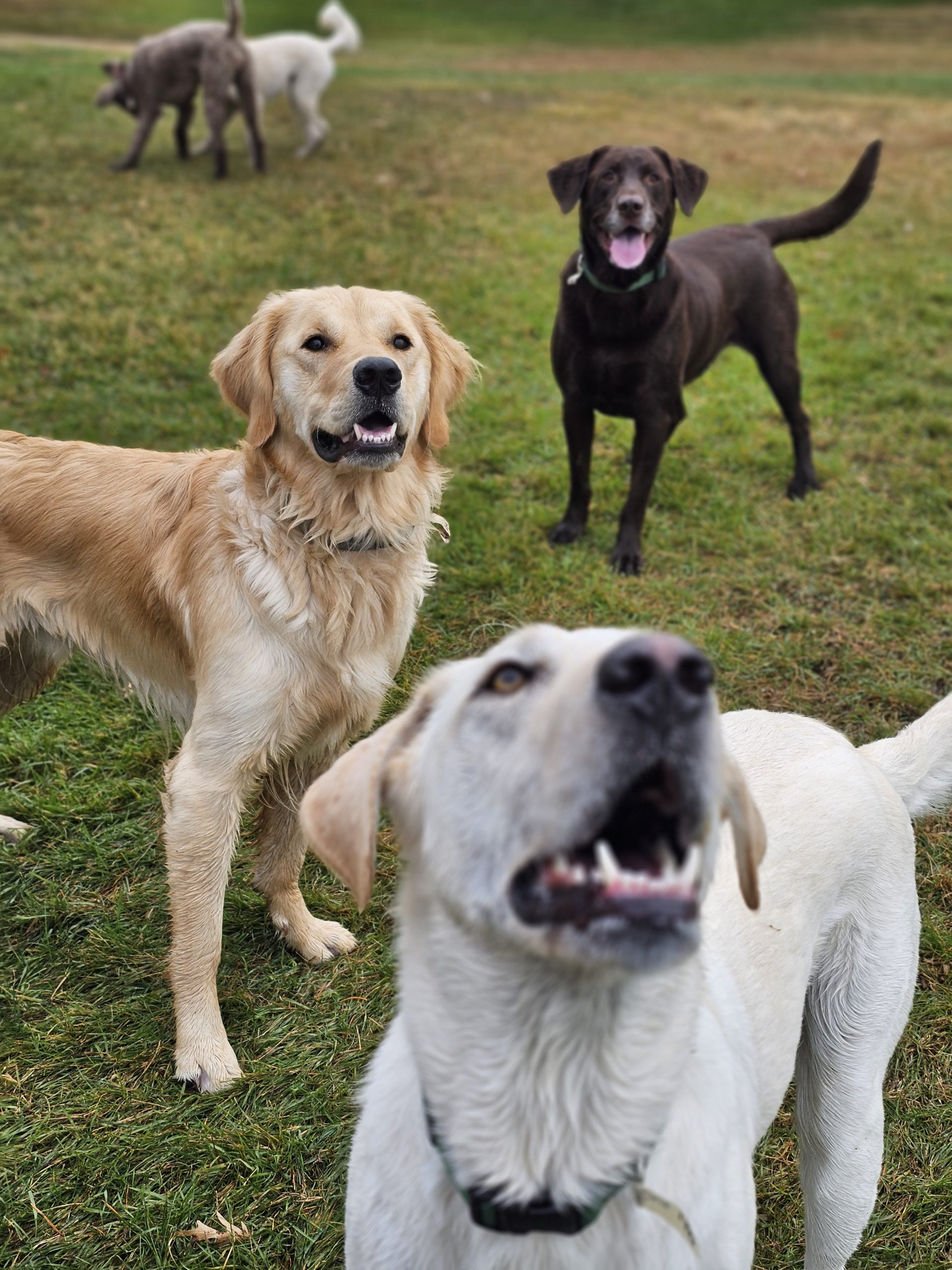Dogs playing in fenced area