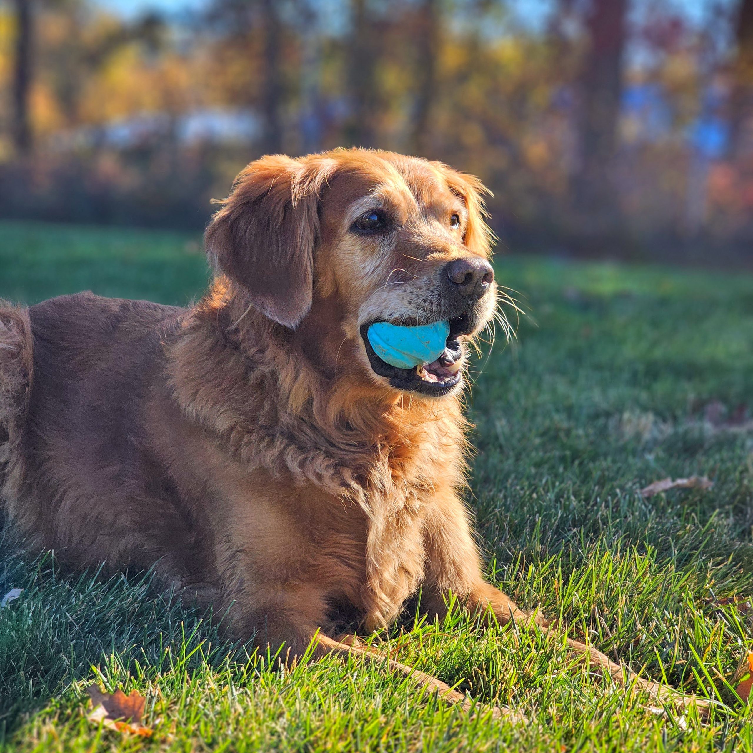 Doggie Daycare at Northland Pet Lodge