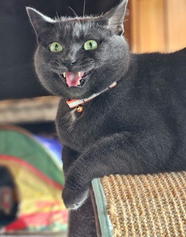 Kitty Condo at Northland Pet Lodge