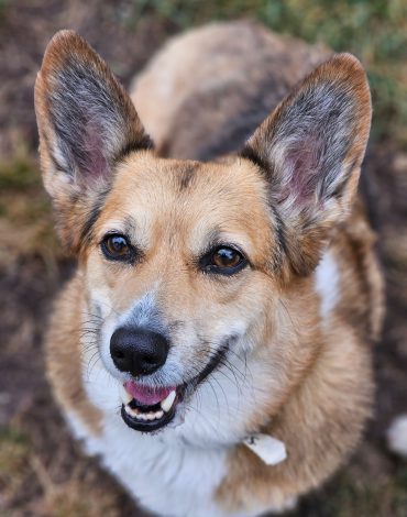 Dog having fun at Northland Pet Lodge