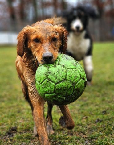 Grooming at Northland Pet Lodge