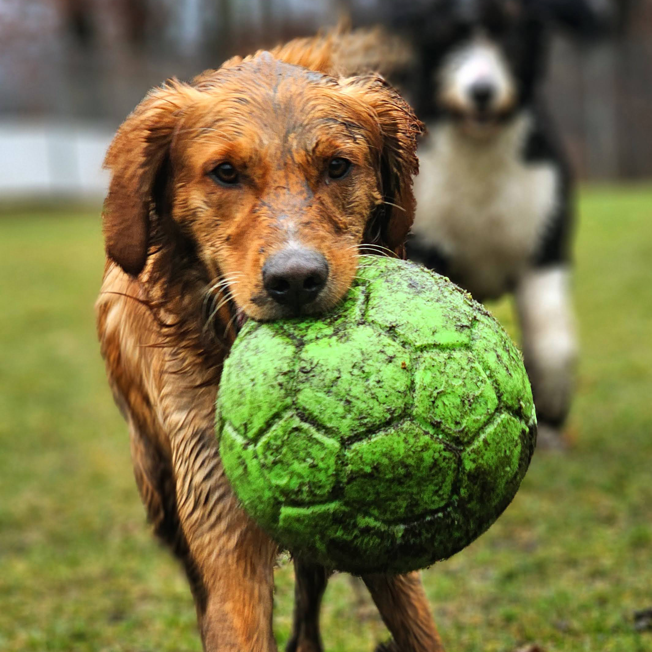Grooming Services available at Northland Pet Lodge