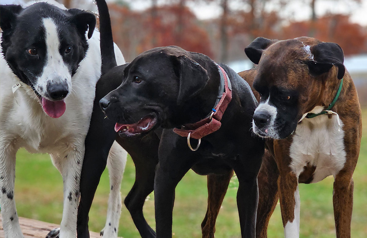Group play at Northland Pet Lodge