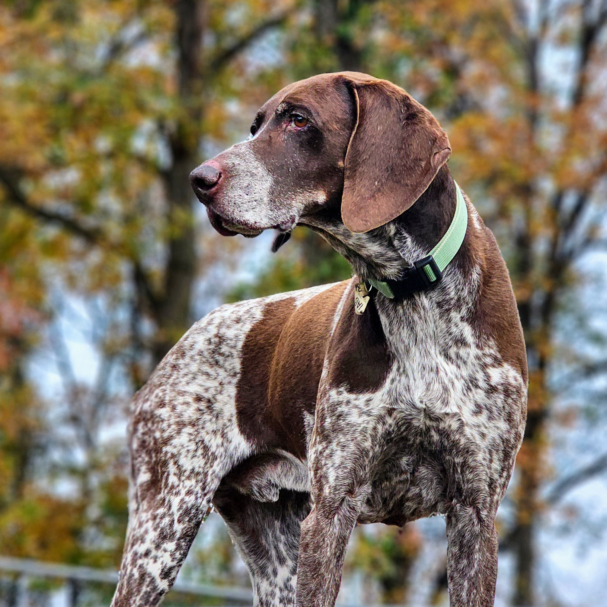 Invisible Fencing at Northland Pet Lodge