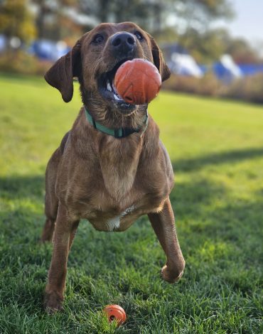Dog playing ball at Northland Pet Lodge