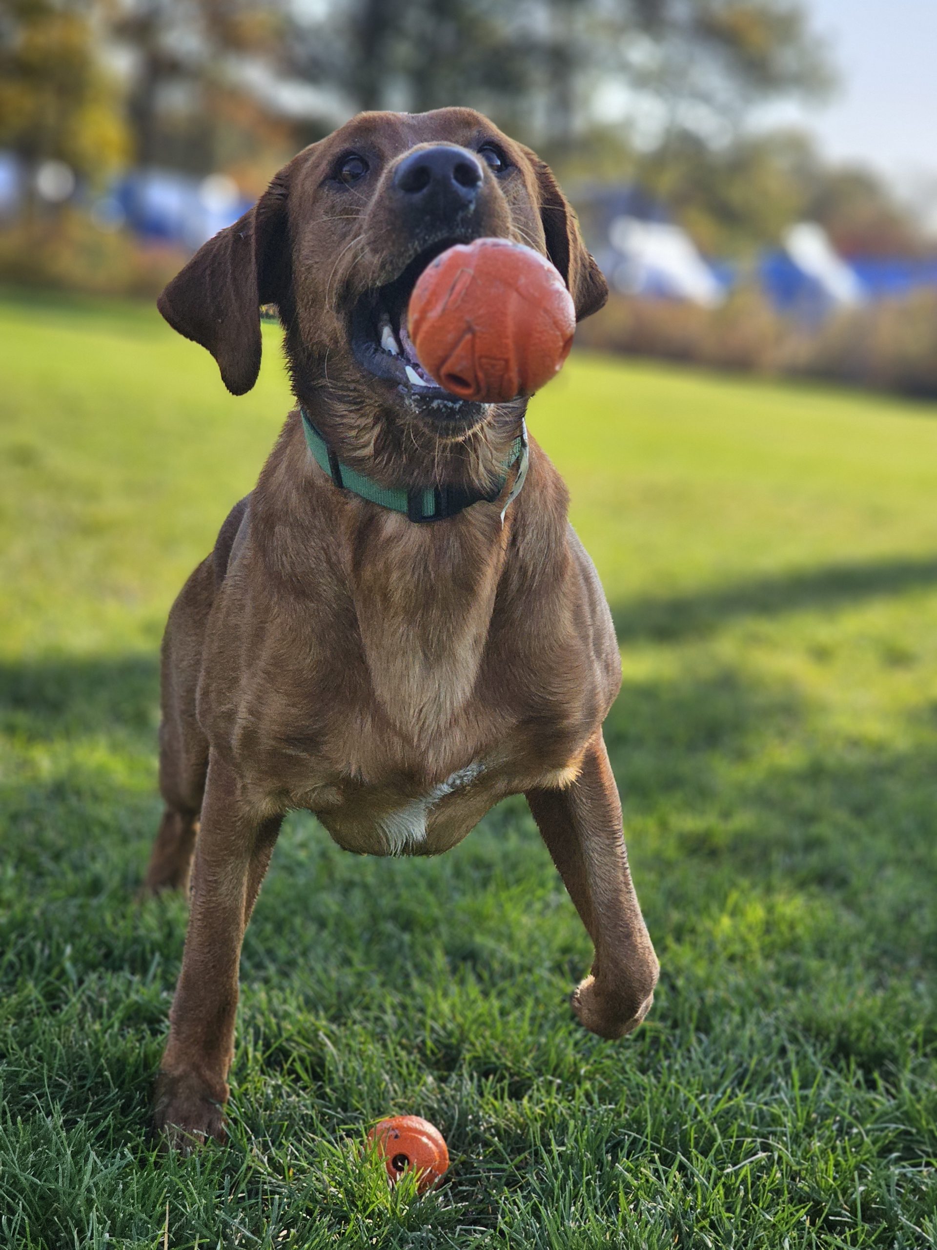 Dog playing ball at Northland Pet Lodge
