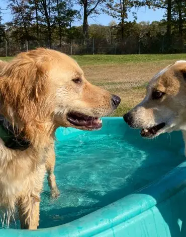 Dogs playing in pool