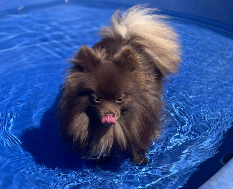 Dog in Pool at Northland Pet Lodge